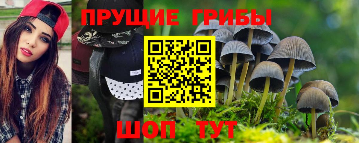 Галлюциногенные грибы Psilocybine cubensis Кузнецк